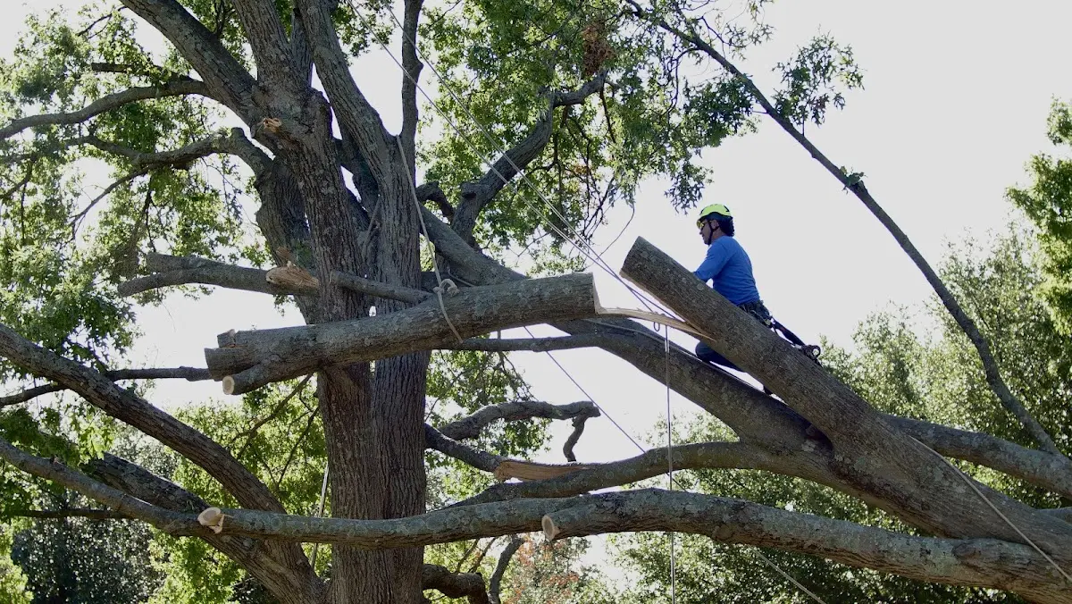 Professional Crown Thinning performed by certified arborists in Ridge Farm