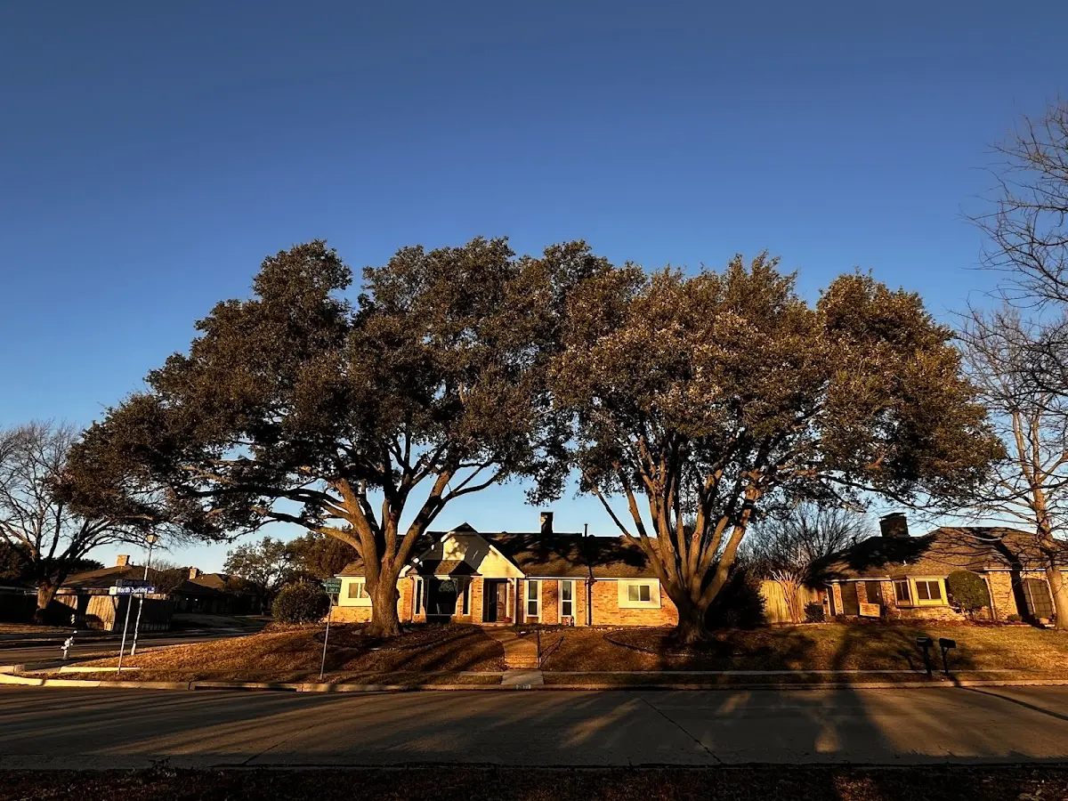 Established residential canopy tree shading a home in Ridge Farm